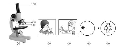 <p>下图是小明观察人口腔上皮细胞的相关实验，下列叙述正确的是（ ）</p>