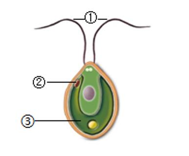 <p>4．如图为衣藻细胞结构示意图，下列有关叙述错误的是（　　）<span data-tex=""> </span></p>