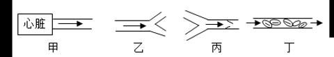 <p>下面是心脏、血管的示意图，表示静脉血管的是（       ）（“→”表示血流方向）</p>