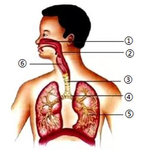 <p>如图是人体呼吸系统组成图，下列关于呼吸系统的说法错误的是</p>