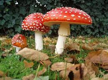 <p>These are poisonous _______.</p>