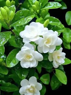 <p>哪一朵花最没力&#xff1f;</p>