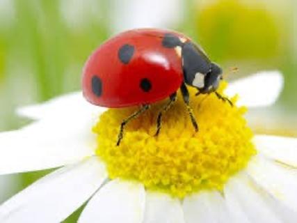 <p>Where does a lady bug live? 瓢虫住在哪里？</p>