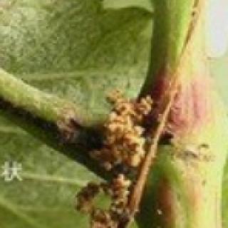 在葡萄枝节间出现有粪便的洞孔，一般是什么为害？