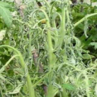 此植物病的病状（&nbsp; &nbsp; ）