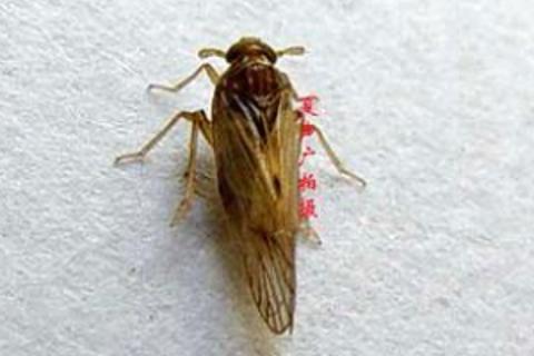 水稻病虫害基础知识