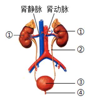 <p>21.下图为人体的泌尿系统组成示意图，下列相关叙述错误的是（       ）<span data-tex=""> </span></p>