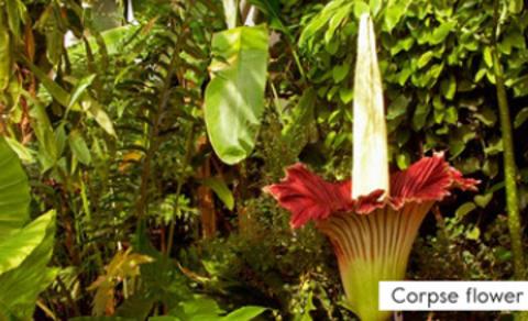 <p>Why do some flowers smell bad?<span data-tex=""> </span></p>