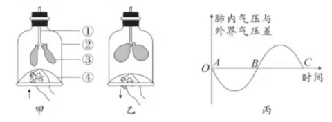 <p>下列说法正确的有几个啊&#xff1f;①甲图对应丙图中的AB段。②甲乙两图的模型有一个缺点&#xff1a;不能模拟胸廓的变化。③甲图的膈肌状态是收缩。④乙图中是呼气状态。</p>