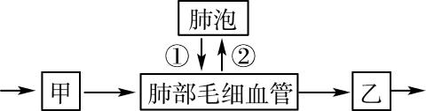 <p>19.如图为肺循环部分示意图，下列说法正确的是(     )<span data-tex=""> </span></p>