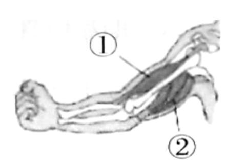<p>当我们屈臂举起重物的时候，右图中的（▲ ）肌肉处会舒张、伸长。</p>