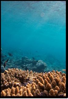 <p>What do you know about the ocean?</p>