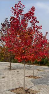 <p><strong>彩叶豆梨秋天叶色变红，有极佳的观赏价值，是园林绿化的优良彩叶树种。彩叶豆梨可采用嫁接方式繁殖，一般选择杜梨作为砧木。下面表述不正确的是</strong></p>