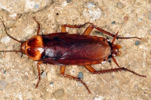 <p>What is the name of this animal?</p>