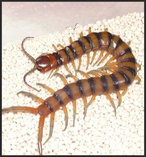 <p>What is the name of this animal?</p>