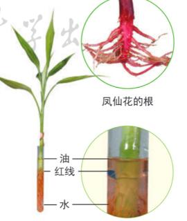 <p>图中&#xff0c;试管里的水位降低了&#xff0c;说明&#xff08;    &#xff09;。<span data-tex=""> </span></p>