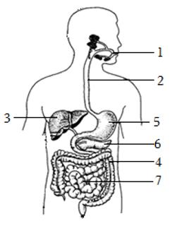 <p>小华爸爸肝炎，梅菜扣肉中的红烧肉成了他的忌口，这是因为有助于脂肪消化的消化液分泌受到影响，观察如图，这种消化液是</p>