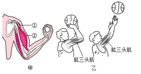 <p>一代球星科比的最佳投篮动作是他的转身跳投，下列叙述中，正确的是</p>
