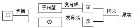 <p>生物学概念图在我们的学习中扮演着至关重要的角色，它不仅能够帮助同学们更好地理解和掌握生物学知识，还能够促进思维发展和提高学习效率。根据下列概念图分析，图中①、②、③、④分别表示（    ）</p>