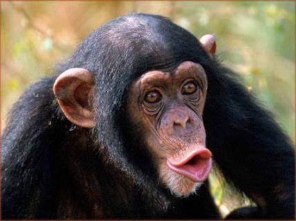 <p>What is the name of this animal?</p>