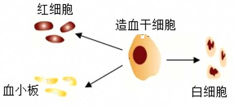 <p>造血干细胞享有“血细胞的种子细胞”之美称，骨髓移植能够治疗白血病，是因为健康人骨髓中的造血干细胞能不断产生新的血细胞（如图），这一过程称为（　　）<span data-tex=""> </span></p>