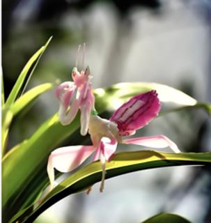 <p><strong>兰花螳螂，体长3~6厘米，体色和兰花的花色一样，三对足呈扁平状，腹部向上翘起，从外形看，就像一朵兰花。这种体态形成的原因最合理的是 (　　)</strong><span data-tex=""> </span></p>