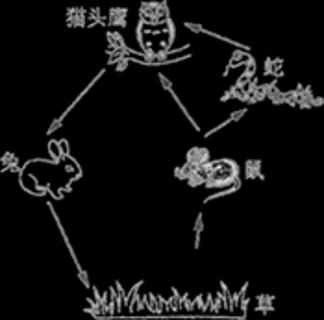 <p>下图是某森林生态系统中的食物网&#xff0c;找出图中错误的食物链</p>