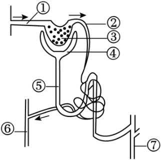 <p>22.如图为尿液形成过程示意图，下列分析正确的是（       ）<span data-tex=""> </span></p>