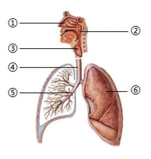 <p>下图表示人体呼吸系统的组成。下列有关叙述错误的是</p>