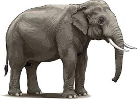 <p>Where does an elephant live?</p>
