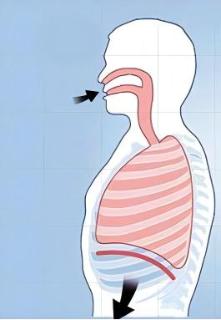 <p>As shown in the figure, during inhalation the diaphragm assumes a dome-like shape.</p>