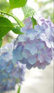 <p>这是什么花？</p>
