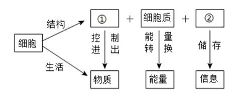 <p>下图是细胞的生活的概念图&#xff0c;对概念图解读错误的是&#xff08;    &#xff09;<span data-tex=""> </span></p>