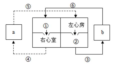 <p>3.小秦爸爸的肝脏有些不舒服，服用了保肝药后，症状有了一定的缓解。如图是人体血液循环示意图，下列叙述错误的是（       ）<span data-tex=""> </span></p>