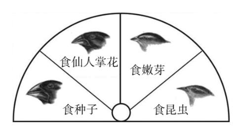 <p><strong>加拉帕戈斯群岛被称为“活的生物进化博物馆”。这里生活着多种食性不同的地雀，它们的喙型各不相同，如图所示。请回答下面两小题。</strong><strong>从进化的角度分析，下列相关叙述错误的是 (　　)</strong><span data-tex=""> </span></p>