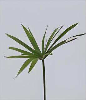 <p>这是什么叶？</p>