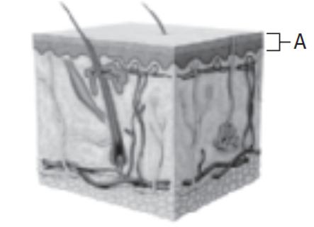 <p>Identify the layer of skin labeled A that contains cells with keratin and melanin.</p>