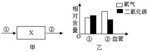 <p>13.下图中，图甲X 表示人体某器官。①②表示血管，箭头表示血流方向，图乙表示血管①②中血液的气体含量。下列判断错误的是（       ）<span data-tex=""> </span></p>