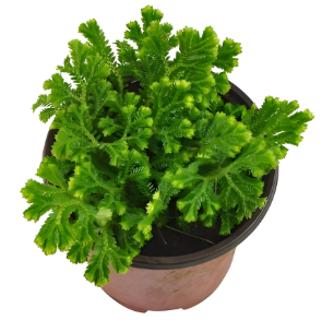 <p>18．卷柏有“九死还魂草”之称，干旱时其枝叶会蜷缩成球，遇水后又能舒展并恢复生长，且它通过叶片背面的孢子囊产生孢子进行繁殖。下列关于卷柏的说法，正确的是（　　）<span data-tex=""> </span></p>