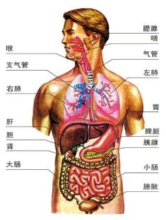 <p>人身上最大的器官是哪里?</p>