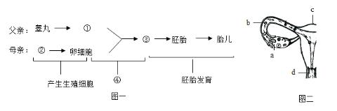<p>母亲怀胎十月，支撑起我们生命的起点，我们要常怀感恩之心。图一是人的生殖过程简图，图二是女性生殖系统示意图。据图一分析，下列叙述错误的是</p>