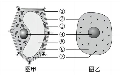 <p>（2024·灵山期末）在植物细胞和动物细胞结构模式图中，关于数字②所示的结构的叙述，正确的是（ ）</p>