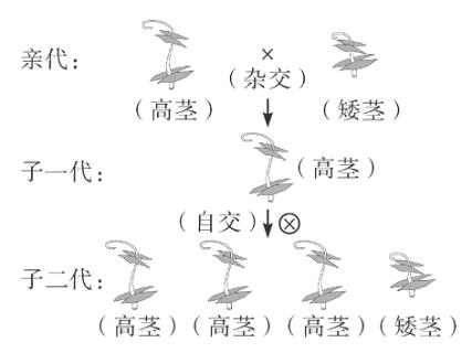 <p><strong>豌豆是一种良好的遗传学研究材料。孟德尔曾用豌豆进行杂交实验，过程如图所示。若控制高茎的基因用D表示，控制矮茎的基因用d表示，子一代植株全是高茎，则下列说法错误的是 (　　)</strong></p>