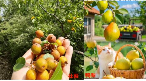 <p><strong>【中考新题型·大主题情境素材题】果园的工人每年都会通过嫁接的方式培育新果树。例如，鸭梨果大味甜，但抗病能力弱，杜梨果小味涩，但抗病能力强。现欲将鸭梨树带芽的枝条(接穗)嫁接到杜梨植株(砧木)上，来获得新梨树。请完成6~9小题。嫁接能否取得成功的关键是(　　)</strong><span data-tex=""> </span></p>