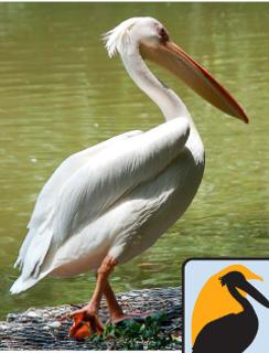 <p><strong>Which bird can swim but cannot fly?</strong></p>