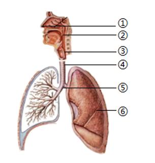 <p>人体通过呼吸系统与外界进行气体交换。如图是人体呼吸系统组成示意图，请据图判断下列说法错误的是</p>