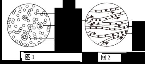 <p>图1是人血细胞形态示意图，图2是小鱼尾鳍内血液流动示意图。下列叙述正确的是</p>