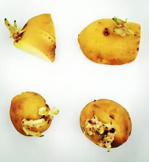 <p><strong>关于“用带有芽眼的马铃薯块茎繁育出新植株”的相关叙述中，正确的是 (　　)</strong><span data-tex=""> </span></p>