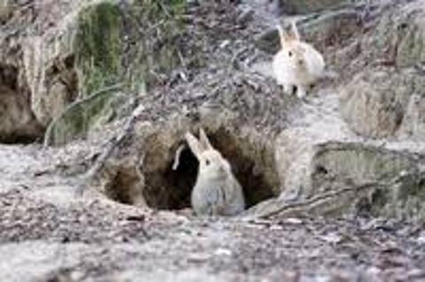 <p>The rabbits live in a _______.</p>