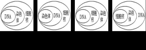 <p>如图是表示细胞核、染色体、DNA三者之间关系的示意图，正确的是</p>
